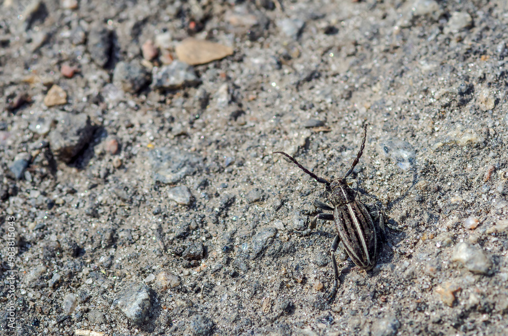 A beetle with a long mustache sits on the ground. Insects in nature. A beetle with a long mustache sits on the ground. Insects in nature.