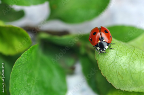 Ladybug sits on a green leaf of a tree. Insects are red-black. © Olena