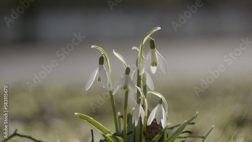 Wallpaper Mural einfach Schneeglöckchen Torontodigital.ca
