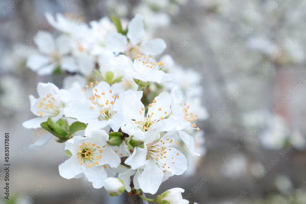Spring Flowering Trees with White Blossoms in a Garden, Macro