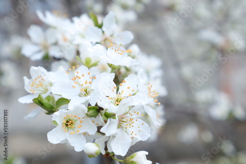 Spring Flowering Trees with White Blossoms in a Garden  Macro