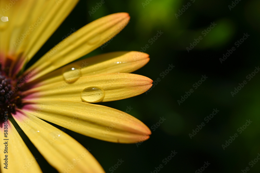 beautiful yellow gerbera flower in the garden beautiful yellow gerbera flower in the garden