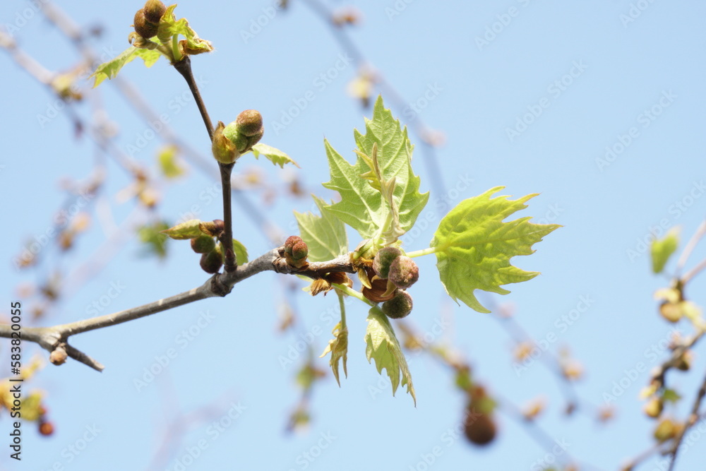 Buds of a chestnut tree in very early spring. Blue sky and chestnut twigs in the background Buds of a chestnut tree in very early spring. Blue sky and chestnut twigs in the background