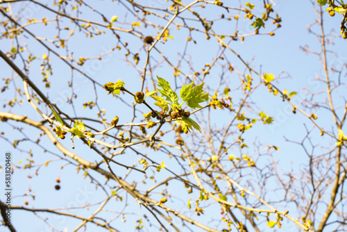 Buds of a chestnut tree in very early spring. Blue sky and chestnut twigs in the background