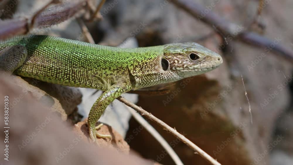 Close-up of an European green lizard standing on a rock. Breathes slowly and looks around. Slow motion. Close-up of an European green lizard standing on a rock. Breathes slowly and looks around. Slow motion.
