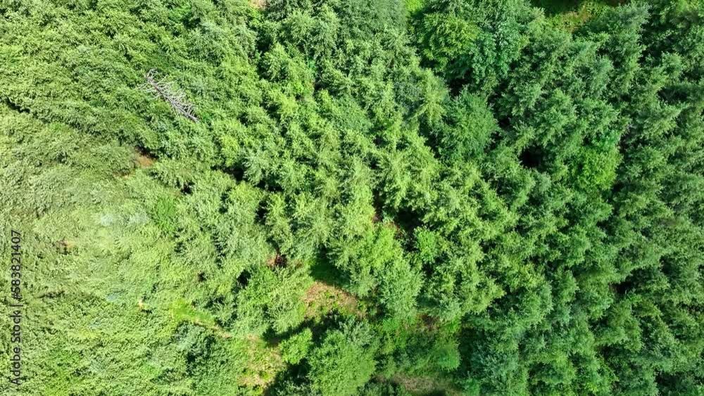 Slow drone flight over green confifer trees of a forest in summer Slow drone flight over green confifer trees of a forest in summer