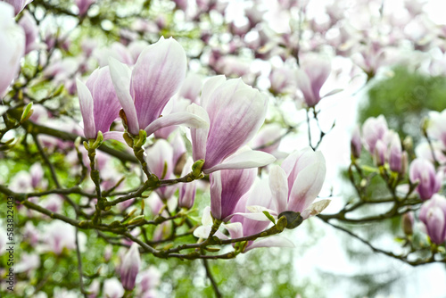 Kwiaty magnolii © Tomasz