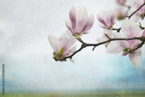 Fototapeta Naklejka Na Ścianę i Meble -  Kwiaty magnolii