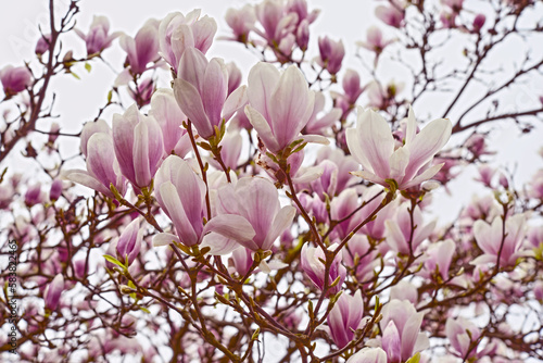 Kwiaty  magnolii