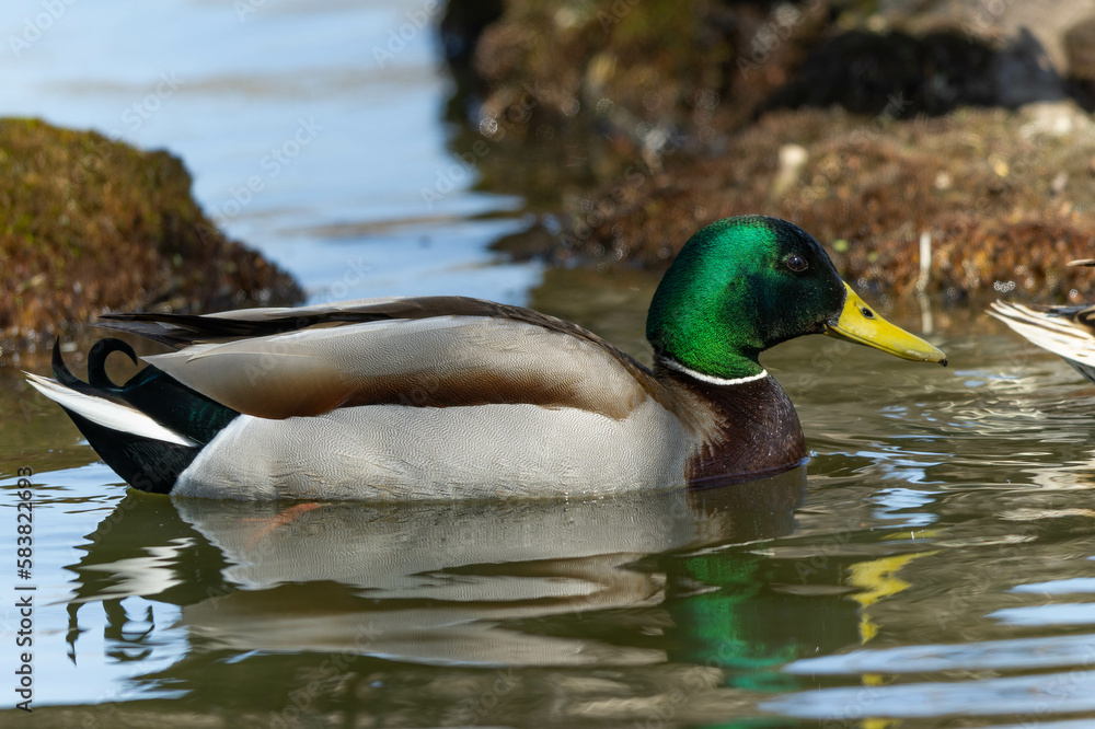 Obraz premium 池の暗がりを泳ぐ雄のマガモ