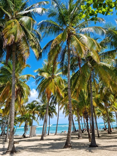 Palms on a beach in Dominican Republic