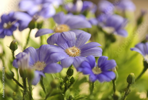 Flowers in the garden  Florist s Cineraria  Pericallis x Hybrida 