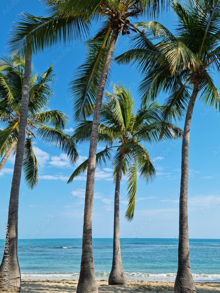 Palms on a beach in Dominican Republic