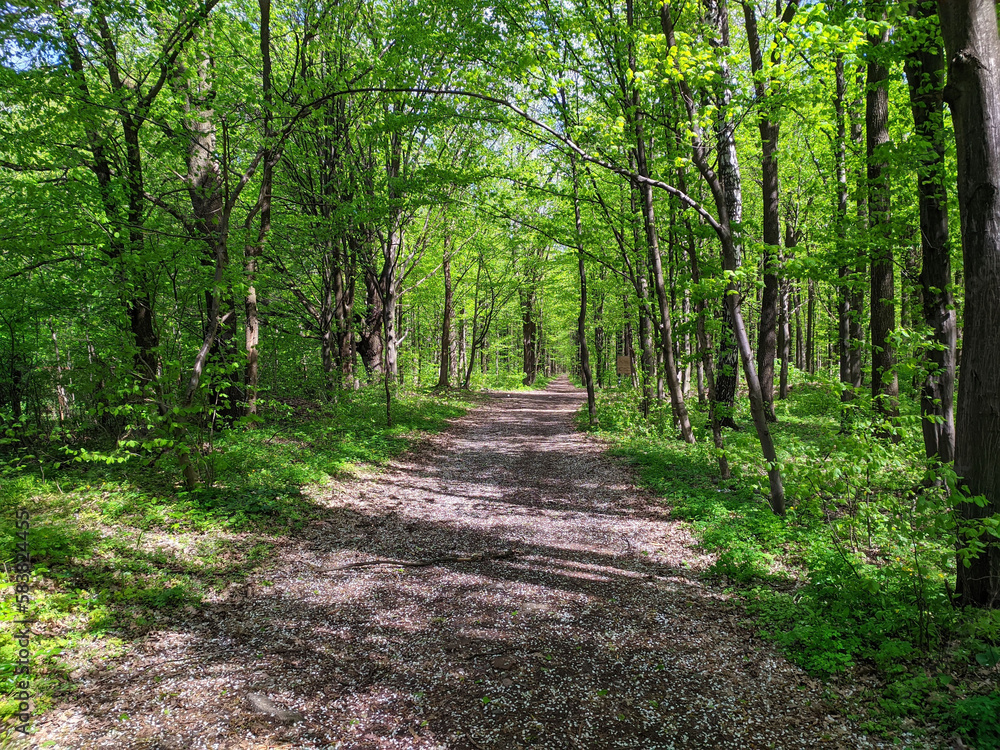 a road in a spring forest with fresh green trees a road in a spring forest with fresh green trees