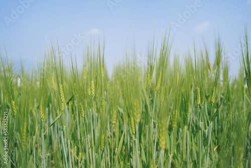 Green wheat field under blue sky