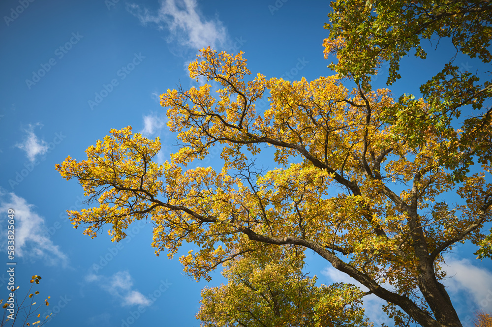Autumn leaves of trees against a clear cloudless sky. Autumn leaves of trees against a clear cloudless sky.