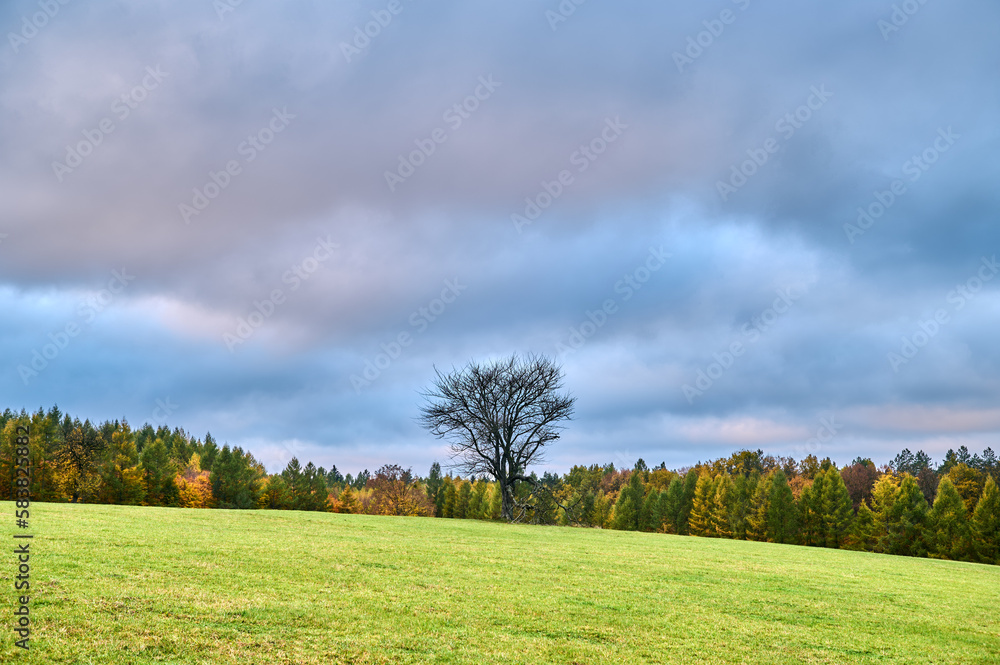 Lonely tree on top of Biała Gora in Zwierzyniec