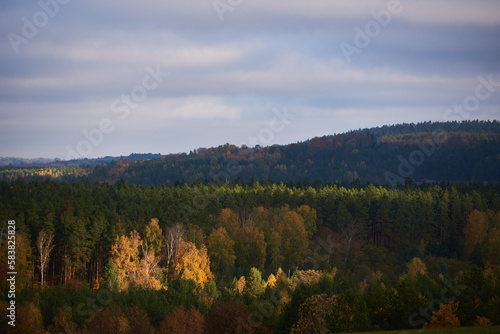 Birches in the forest illuminated by the sun s rays in the autumn season.