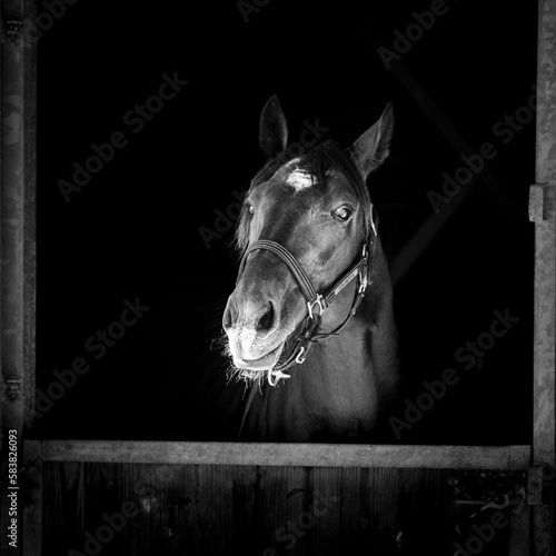 Fotografie portrait de cheval noir et blanc