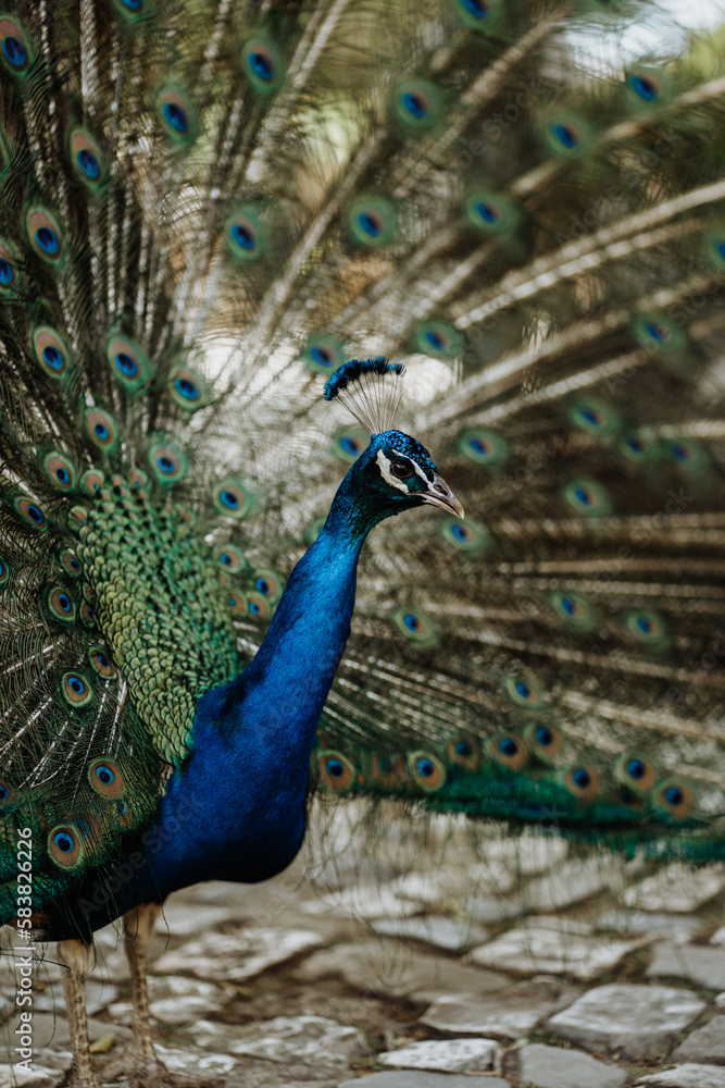 Obraz premium peacock with feathers