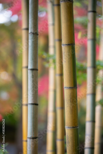 竹と紅葉 秋の和風イメージ