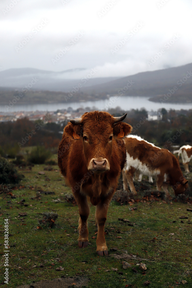 vaca de ganado extensivo en la montaña mirando a la cámara