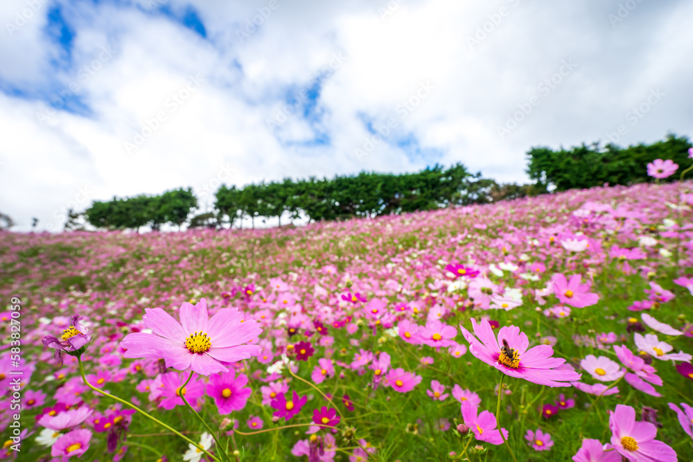 コスモスの花 秋の季節のイメージ コスモスの花 秋の季節のイメージ