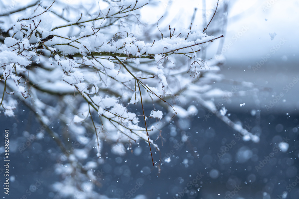 枝に積もる雪 冬のイメージ 枝に積もる雪 冬のイメージ