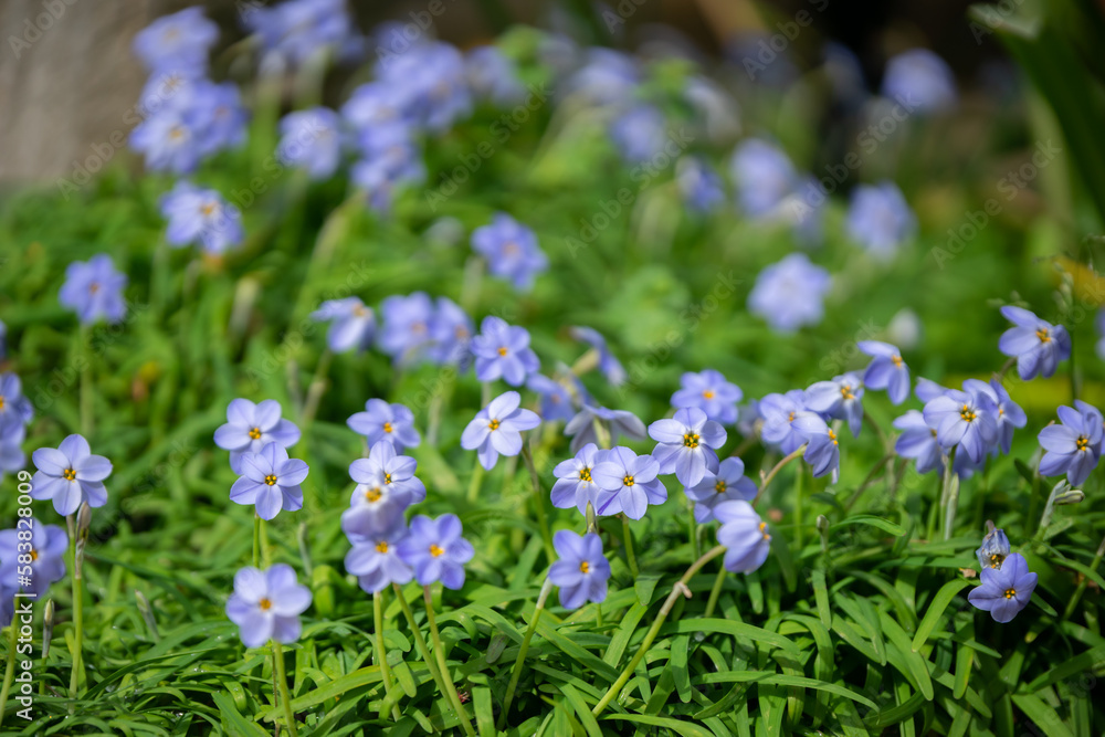 ハナニラの花　春のイメージ