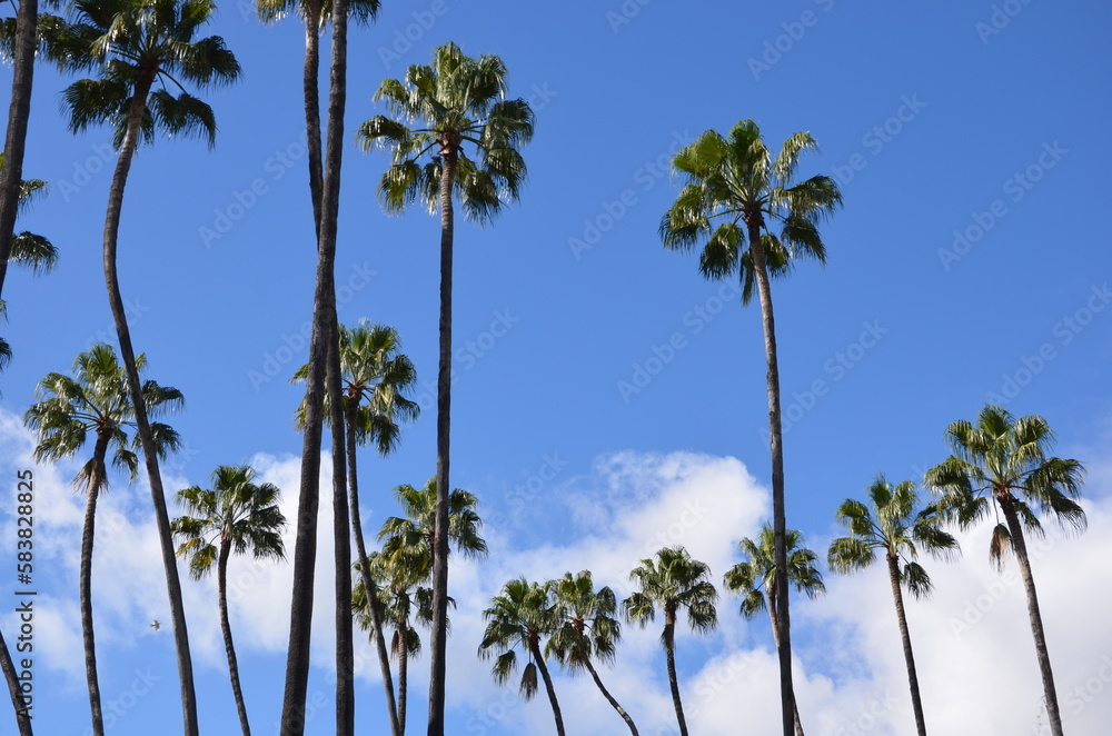 Group of palm trees scenery, blue sky with clouds background, sunny day