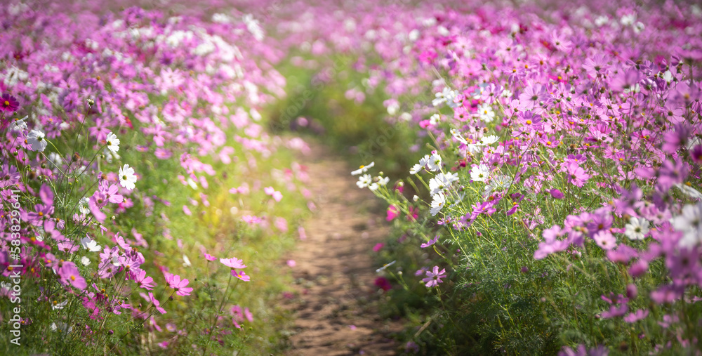 Obraz premium コスモスの花 コスモス畑 秋の季節のイメージ