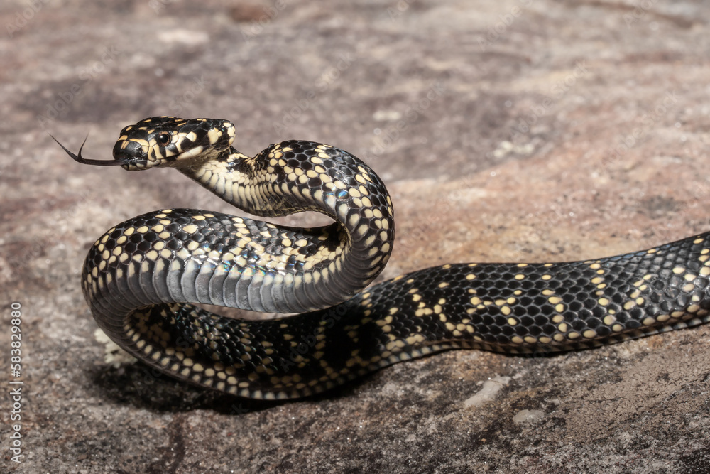 Obraz premium Highly venomous Australian Broad-headed Snake