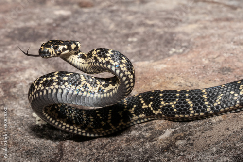 Highly venomous Australian Broad-headed Snake