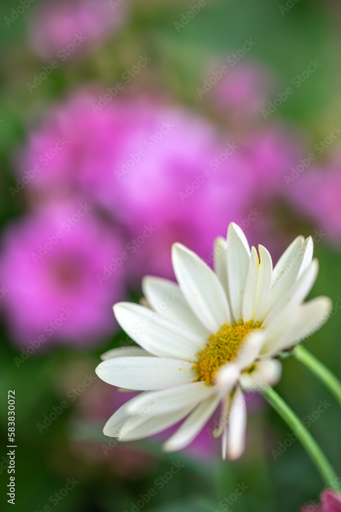 マーガレットの花 春のイメージ マーガレットの花 春のイメージ