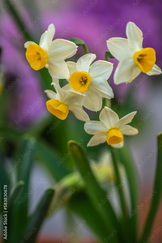 Fototapeta premium 水仙の花 初春のイメージ