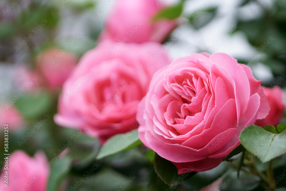 バラの花 満開 屋外撮影 バラの花 満開 屋外撮影