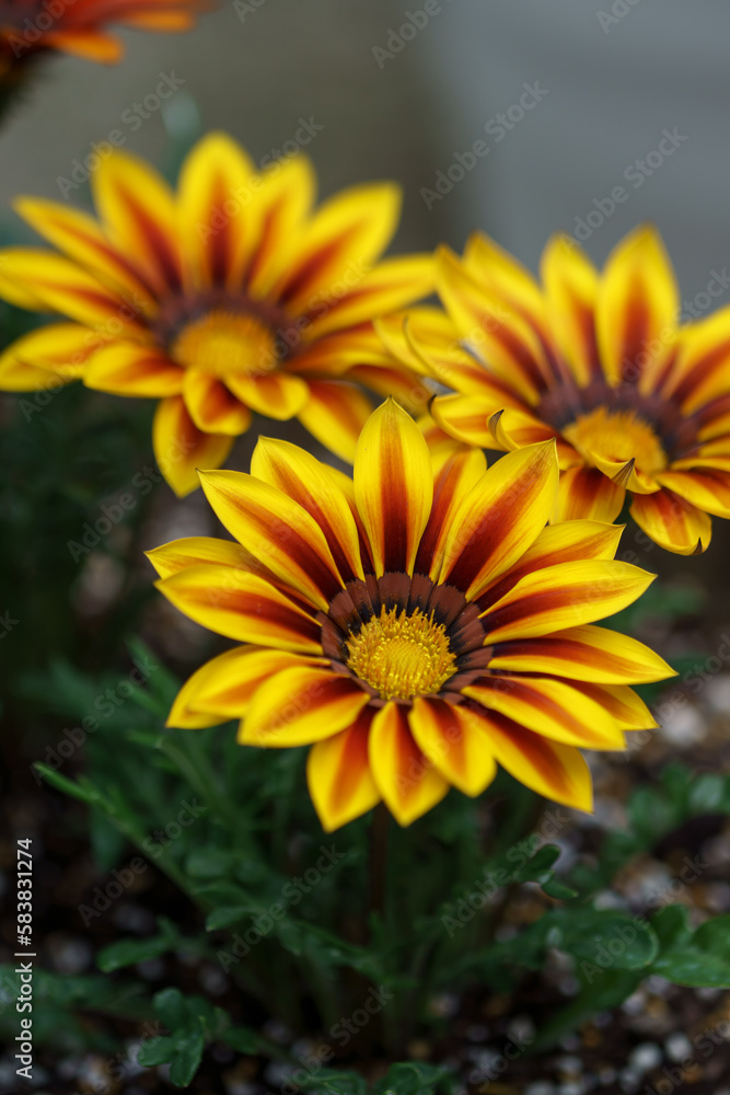 Fototapeta premium ガザニアの花 マクロイメージ