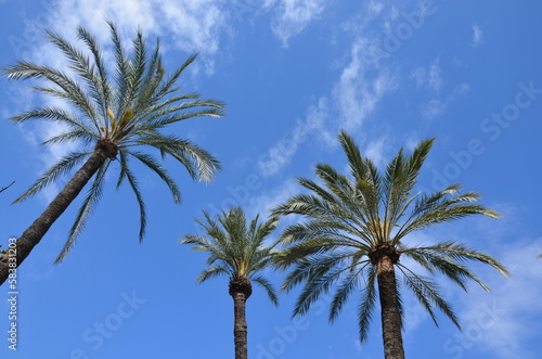 Palm trees, looking up, blue sky with clouds background