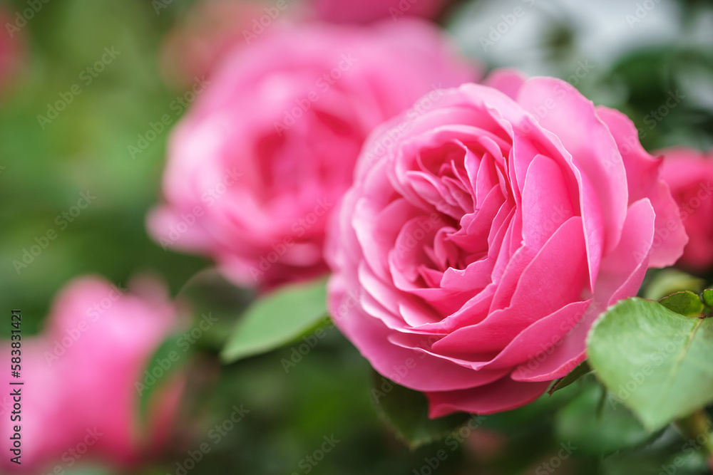 バラの花 満開 屋外撮影 バラの花 満開 屋外撮影