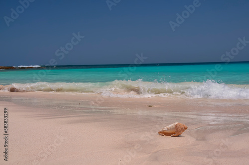 Seashell on a sandy beach with a beautiful landscape. View of a paradise deserted beach on the Indian Ocean.  © Ann Stryzhekin