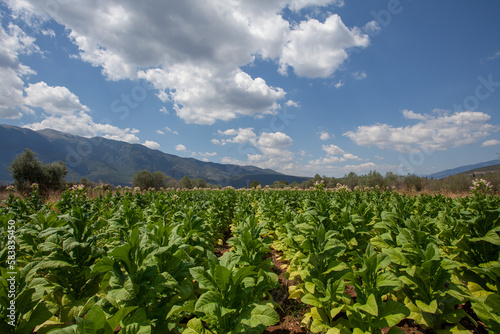 Potato cultivation on the background of blue cloudy sky and mountains