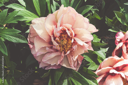 Beautiful fresh red peony flower in full bloom in the garden against dark green leaves, close up. Summer natural floral background. photo