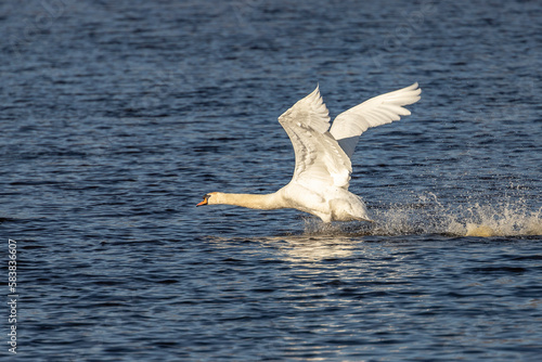 Male Mute Swan takes off from the water of the marsh