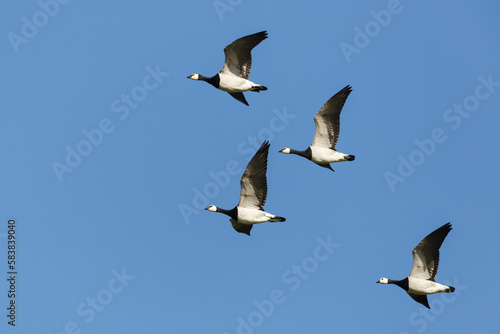 group of barnacle geese (branta leucopsis) in migratory flight