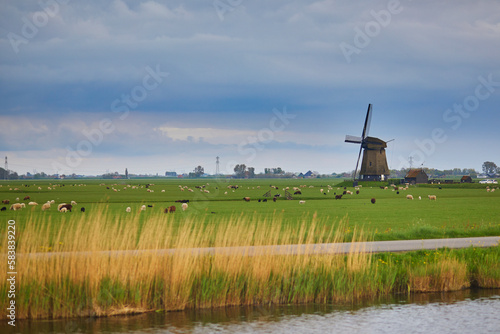 Traditional Dutch windmill on field with grazing sheep and cows