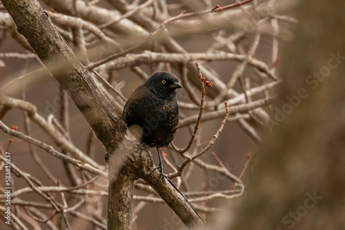 Rusty Blackbird hides in the thicket