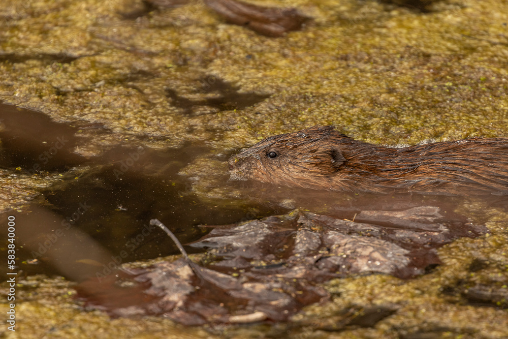 Muskrat swimming in the swamp Muskrat swimming in the swamp