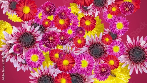 Abstract explosion with Chrysanthemums flying in different directions on a magenta background. Creative colorful food animation concept with fruits photo