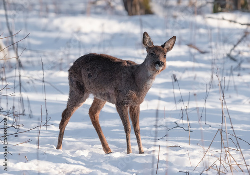 beautiful young fallow deer in winter in the snow.