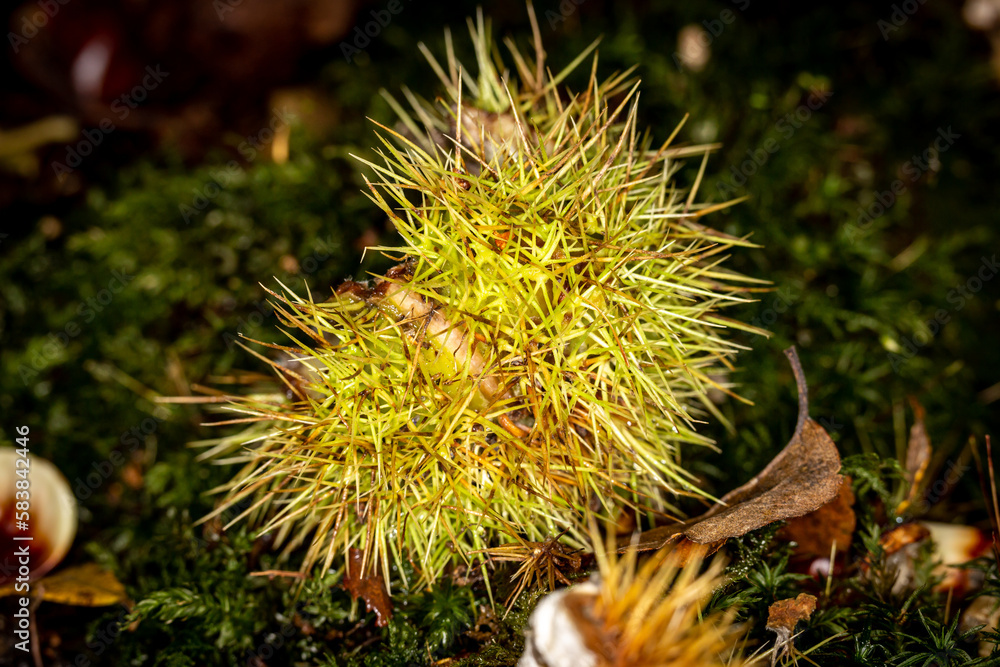 A seed pod of a chestnut, on a woodland floow